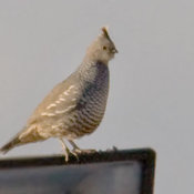 Scaled Quail